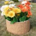 Цветник КАНЬОН купить в Кирове